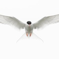 Tern, Sea Swallow by Rachel Bigsby